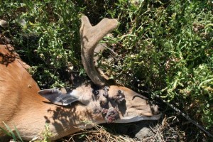antelope,turkeyeggs,wartydeer022(Small)