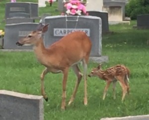 doe attack