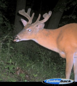 summer antlers cam pic