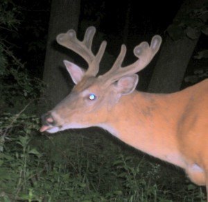 summer antlers cam pic.jpg 6-08