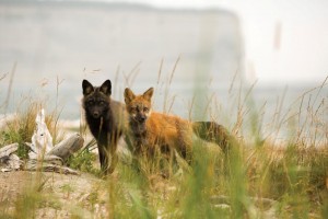 anticosti blog 9