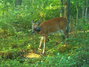 doe huge growth 1