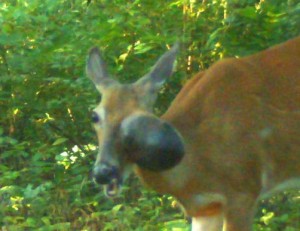 doe huge growth closeup