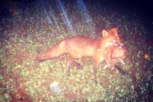 fox rabbit cam
