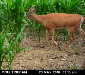iowa buck age