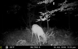 mock scrape summer