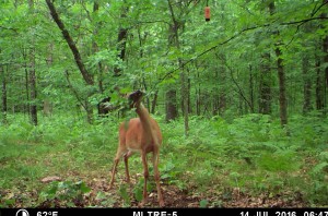 mock summer scrape