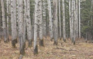 sask woods before cut