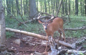 va cam buck 1