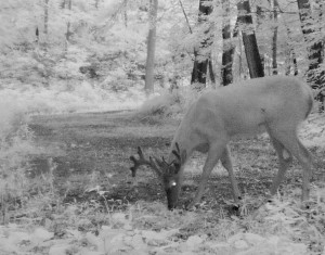 velvet buck