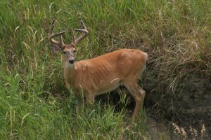 velvet buck compress
