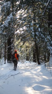walk snow woods
