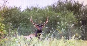 KY elk 1a