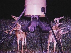 trail camera bucks alberta 