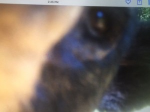 bear eye