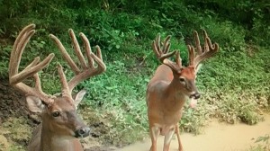 cam monday ks bucks