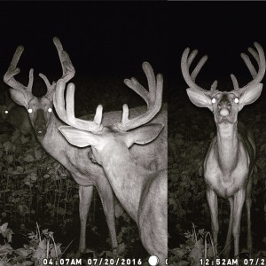 zach 3 bucks