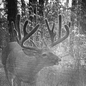 GA trail cam monster buck