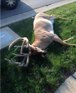 OHIO bosa buck hit car