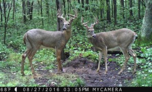 kim WI trail cam
