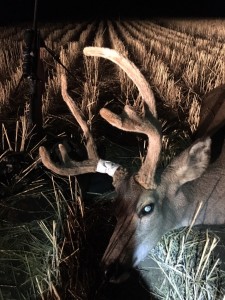 oregon stag