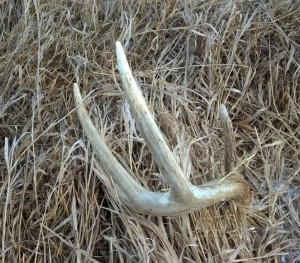 first shed 2017