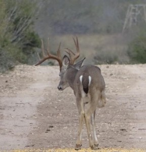 texas deer hernia
