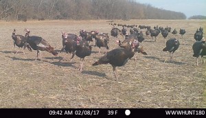 kansas 83 turkeys and counting