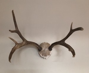 skull antlers