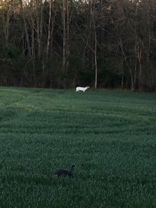 MD white deer