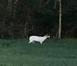MD white deer.jpg no 2