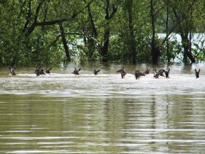 floods deer