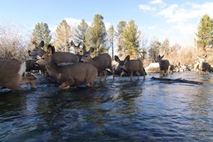 wy mule deer migration