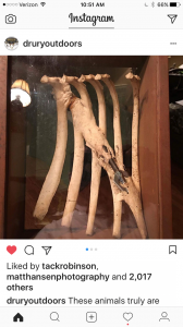 arrow in deer rib