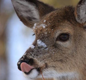 deer eating