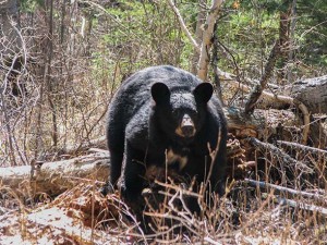 judge bear