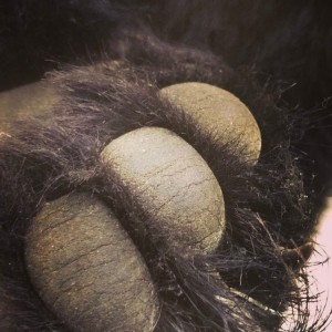 skin bear foot