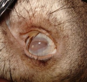 white eyed deer