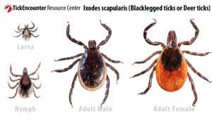 deer tick