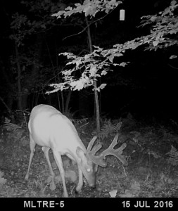 mock scrape summer