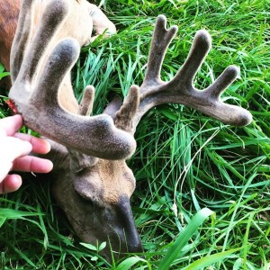 IN 2017 roadkill