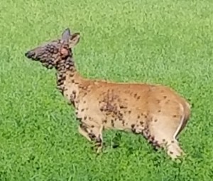 IN deer warts