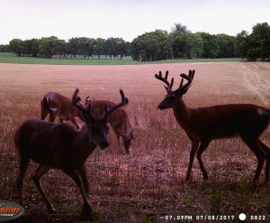 MD bachelor bucks 2017 1