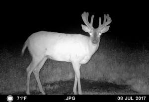 MOULTRIE DIGITAL GAME CAMERA