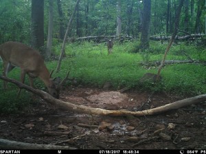 spartan big VA buck
