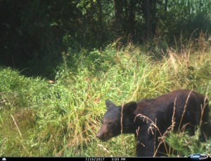 va bear