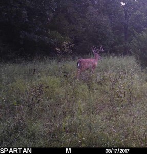 KS 2017 big buck