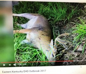 KY EHD 2017