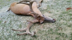 KY more ehd bucks 2017