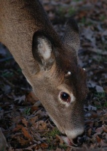 button buck